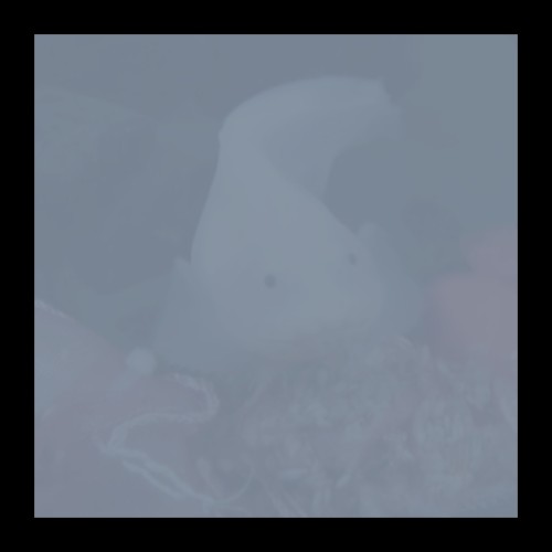 Ethereal Snailfish