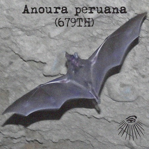 Anoura peruana