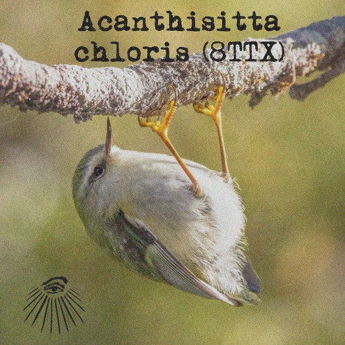 Acanthisitta chloris