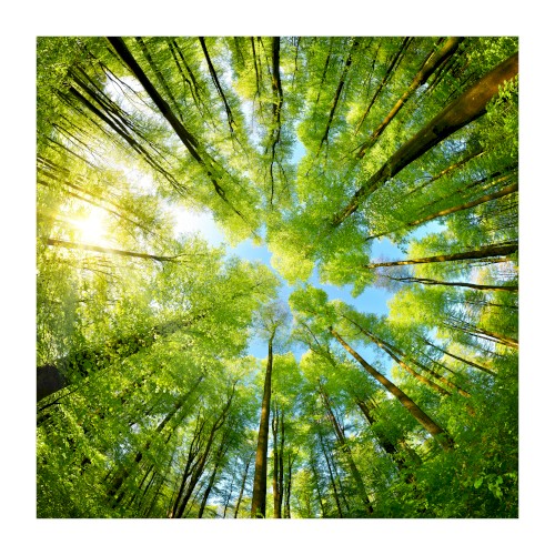 Nature Sounds (Calm Forest for Sleeping (Optimised mix for Phone))