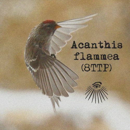 Acanthis flammea
