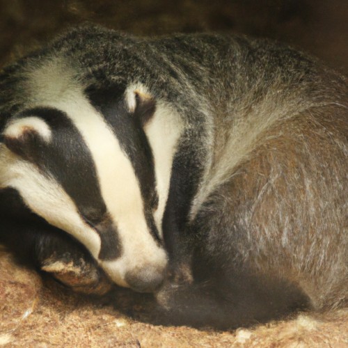 The Badgers Den