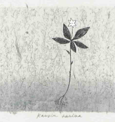 kasvin tarina