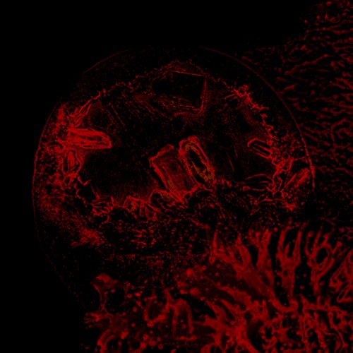 Of Veins, Tendons and Bones
