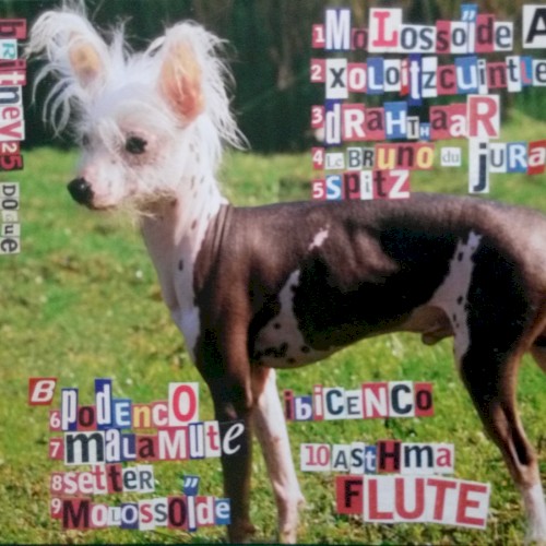 Dogue