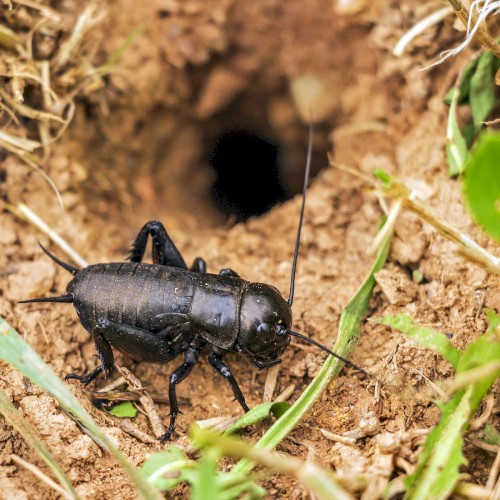 🦗