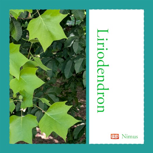 Liriodendron