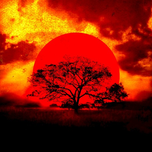 In the Sunset