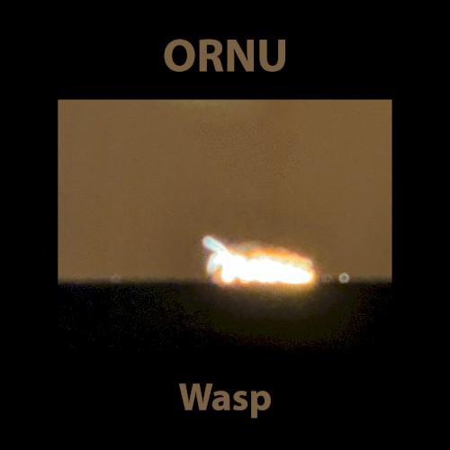 Wasp