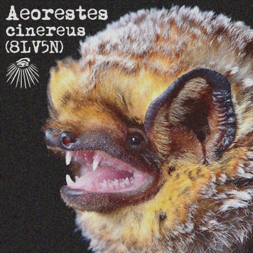 Aeorestes cinereus