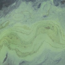 algae