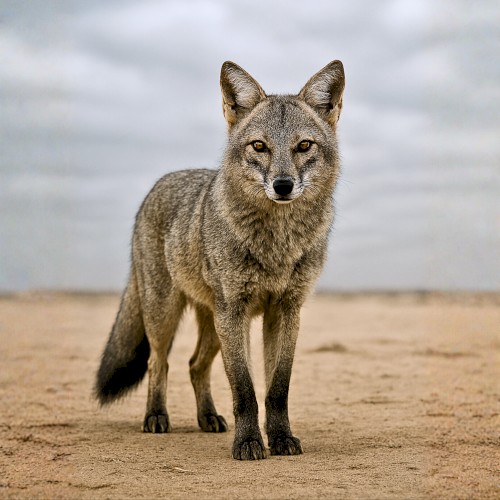 ARUÊ
