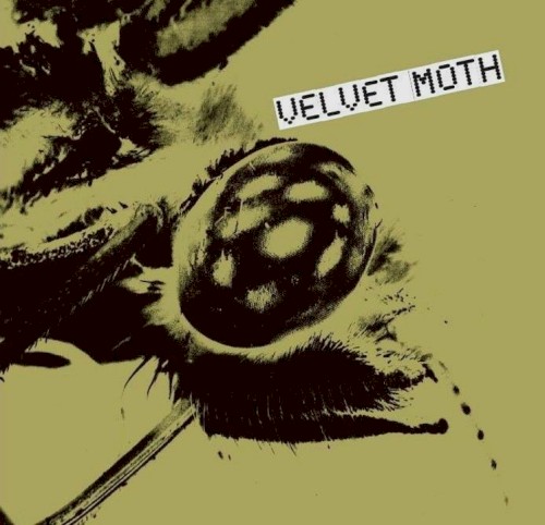 Velvet Moth