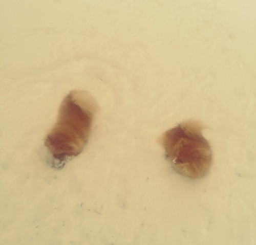 Battles in the Snow II