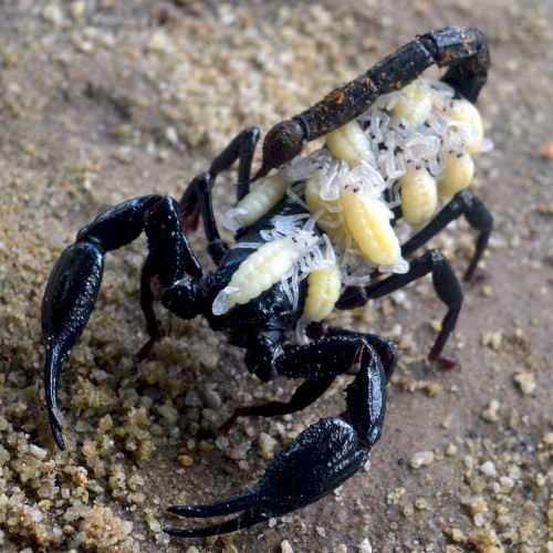 🦂