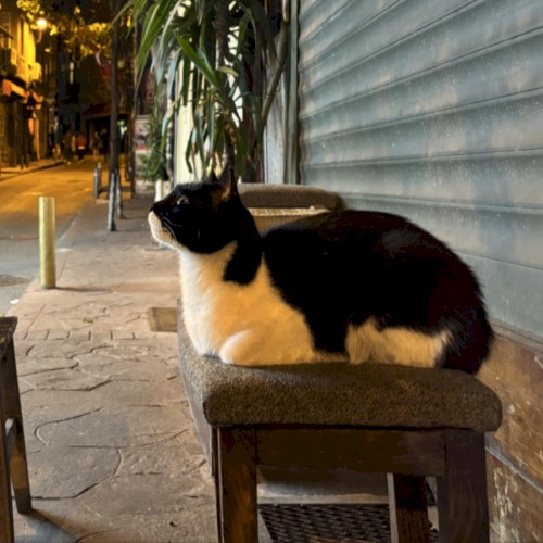 Feline Grace