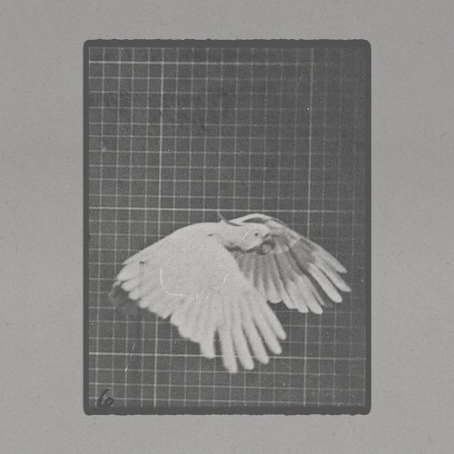 Cockatoo Flying