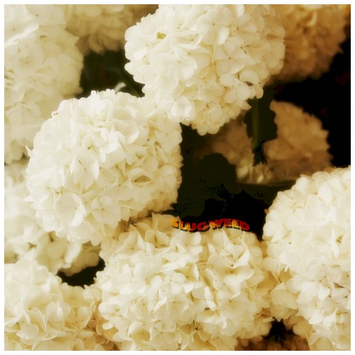 Original Chrysanthemum