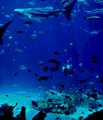 Age of Aquariums