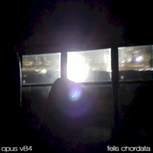 Felis Chordata