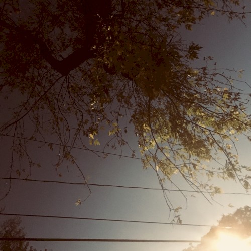 Crown Shyness