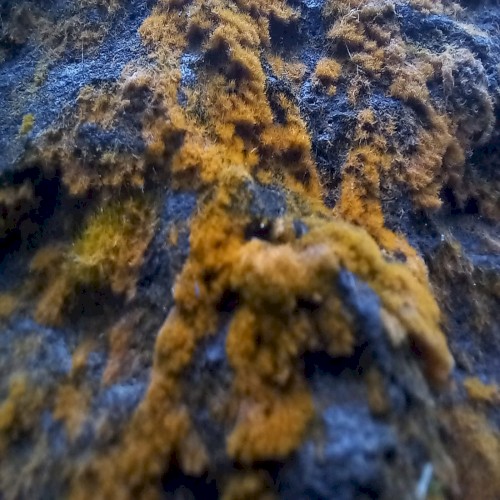 Reversed Polarity