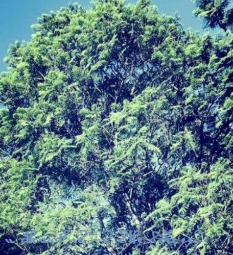 I Know It’s the Trees...