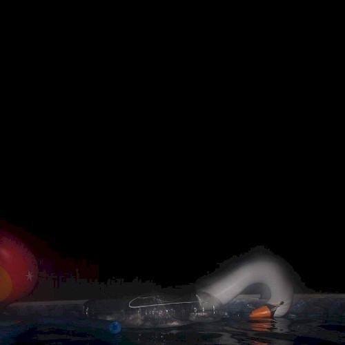 Sad swan