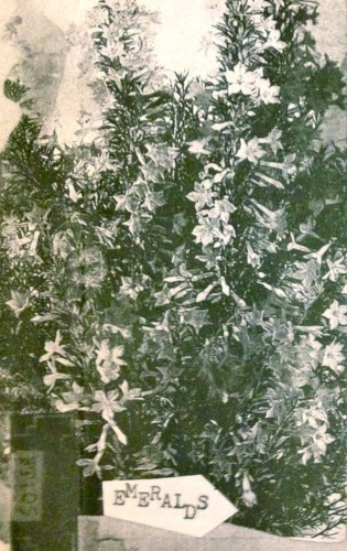 Grass Ceiling