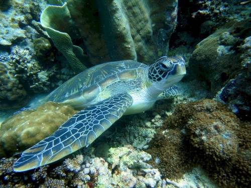 🐢