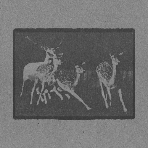 A Group of Fallow Deer Running