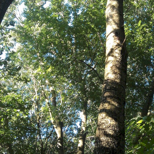 Cybernetic Forest Act 3