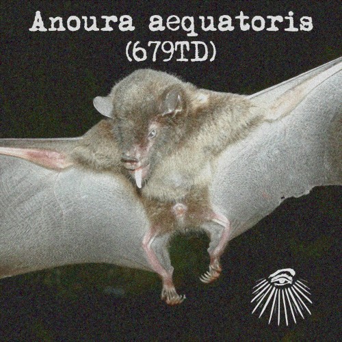 Anoura aequatoris