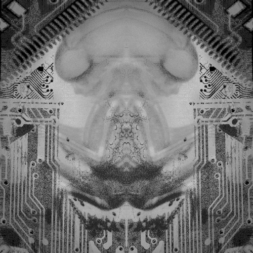 Shell
