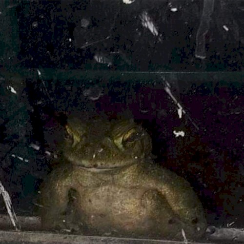 Toadal Evil Lurking in the Shadows
