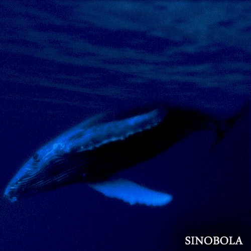 Sinobola
