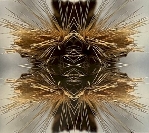 Sutra