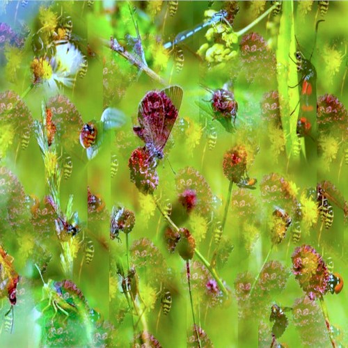 Pour l’amour des insectes