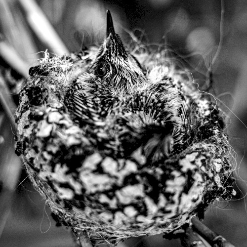 Nest