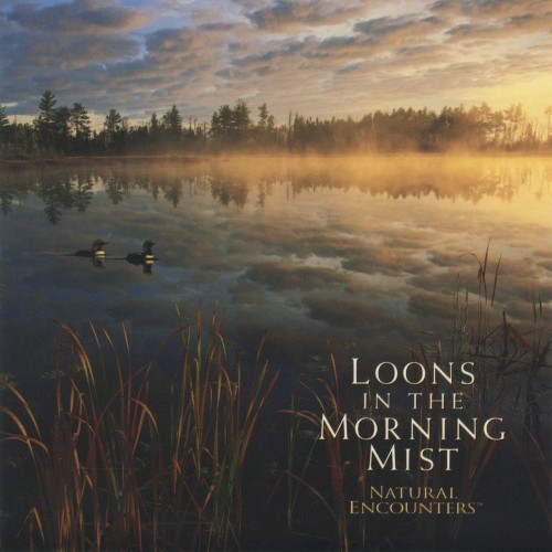 Natural Encounters: Loons In the Morning Mist