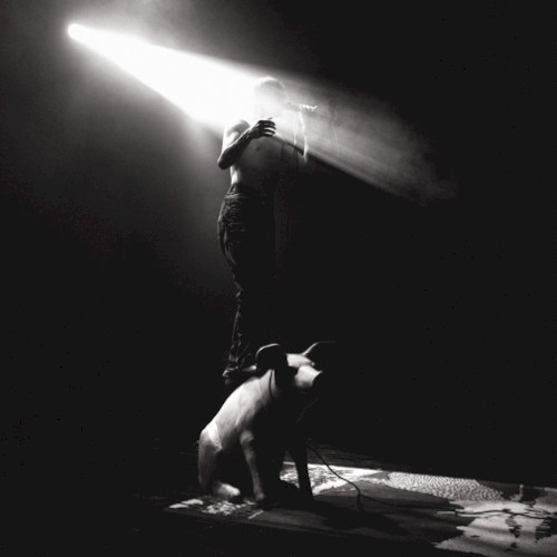 Piglet Live