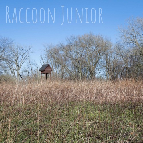 Raccoon Junior