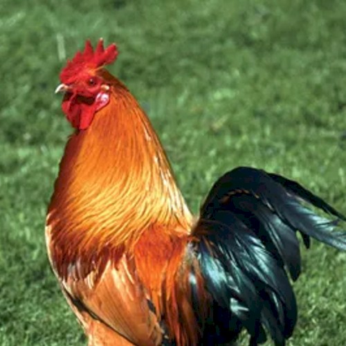 chicken land