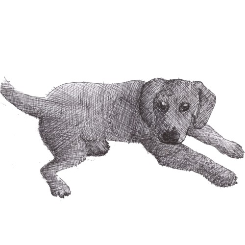 ladydog