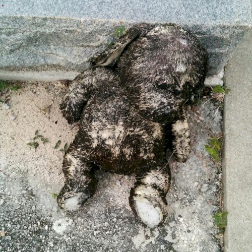 Rotten Bunny