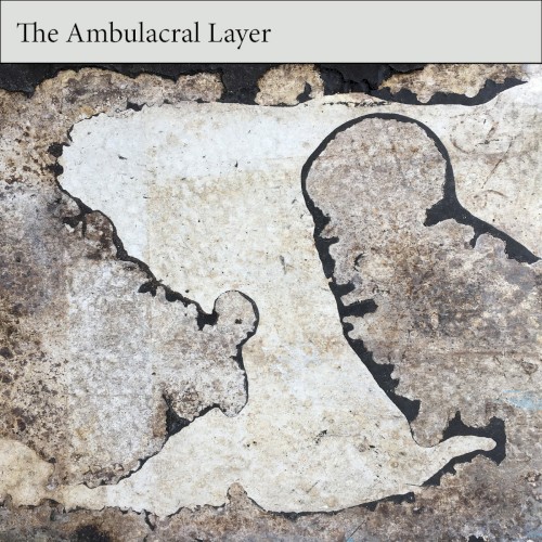 The Ambulacral Layer
