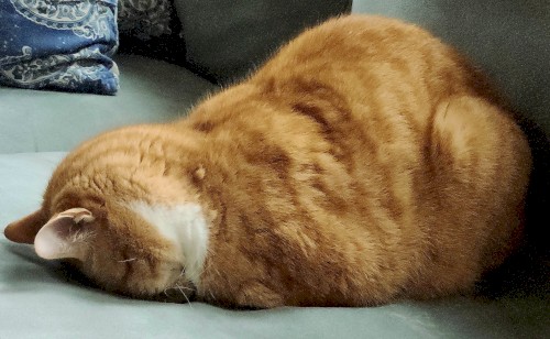 montanha felina