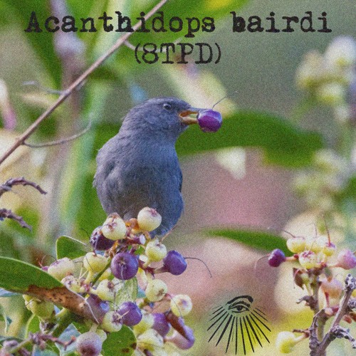 Acanthidops bairdi