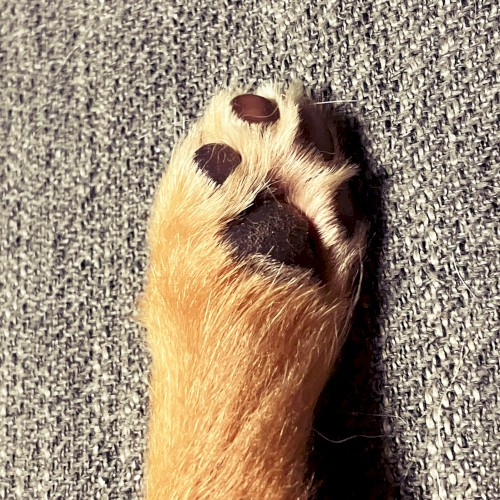 Step / Stay