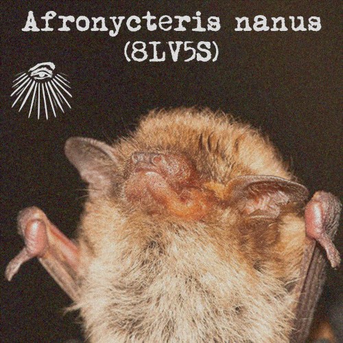 Afronycteris nanus